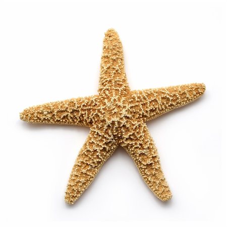 Sea star isolated on white Stock Photo - Budget Royalty-Free & Subscription, Code: 400-05077591