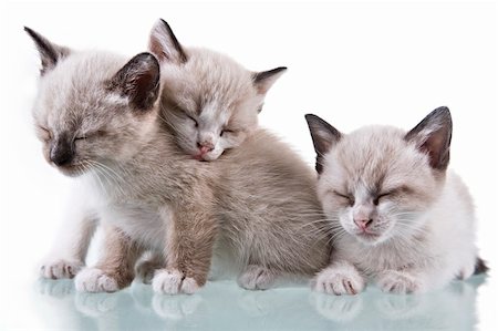 simsearch:400-04000875,k - Three adorable kittens sleeping. Studio shot. Isolated on white. Photographie de stock - Aubaine LD & Abonnement, Code: 400-05077759