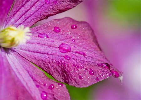 Macro of a Clematis in the Early Morning Photographie de stock - Aubaine LD & Abonnement, Code: 400-05077812