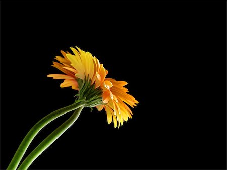 simsearch:400-04031781,k - A photography of three orange gerbera on black background Stock Photo - Budget Royalty-Free & Subscription, Code: 400-05077996