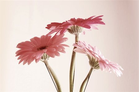 simsearch:400-04031781,k - A photography of three pink gerbera on sephia background Stock Photo - Budget Royalty-Free & Subscription, Code: 400-05077997