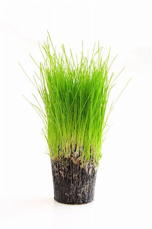 simsearch:400-08074641,k - A cup of green grass and root isolated on a white background Stock Photo - Budget Royalty-Free & Subscription, Code: 400-05078074