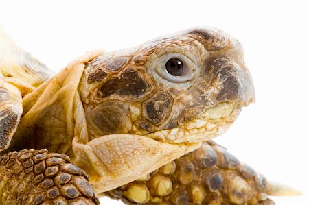 head and face of a tortoise - Testudo horsfieldi - on the white background - close up Stock Photo - Budget Royalty-Free & Subscription, Code: 400-05078281