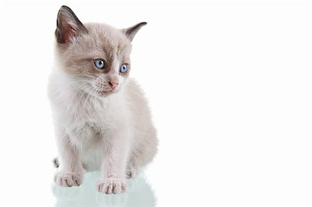 simsearch:400-04000875,k - Adorable baby kitten sitting isolated on white background. Photographie de stock - Aubaine LD & Abonnement, Code: 400-05078415