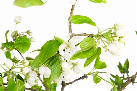 simsearch:400-07039820,k - Branch of a tree isolated on white Stock Photo - Budget Royalty-Free & Subscription, Code: 400-05078455