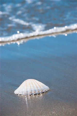 Beach concept. Sea shell with ocean wave on background. Stock Photo - Budget Royalty-Free & Subscription, Code: 400-05078505