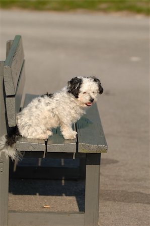 simsearch:400-03979341,k - Dog is resting on a bench. Stock Photo - Budget Royalty-Free & Subscription, Code: 400-05078887