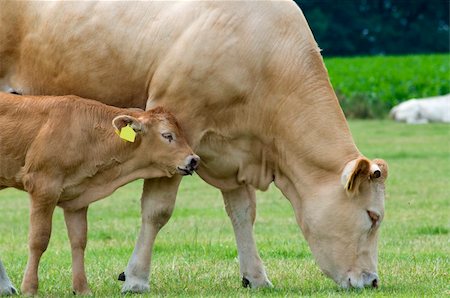 Baby cow standing with her grazing mother Fotografie stock - Microstock e Abbonamento, Codice: 400-05079151