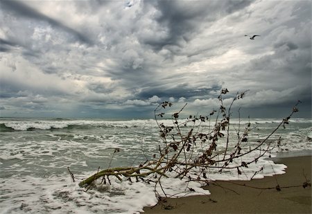 seagulls on sand - broken tree on the beach during a thunderstorm in autumn Stock Photo - Budget Royalty-Free & Subscription, Code: 400-05079214
