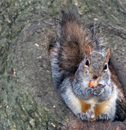 simsearch:400-04385163,k - squirrel sits on verge of hollow and eats a hazel-nut Photographie de stock - Aubaine LD & Abonnement, Code: 400-05079276