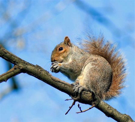 simsearch:400-04385163,k - squirrel on the branch of tree on a background blue sky holds nut in paws Photographie de stock - Aubaine LD & Abonnement, Code: 400-05079385