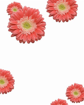 simsearch:400-06073508,k - Falling Gerber Daisies with variable depth of field. Photographie de stock - Aubaine LD & Abonnement, Code: 400-05079406