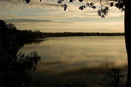 Lake Sandoval is located Tambopata-Candamo which is a nature reserve in the Peruvian Amazon Basin south of the Madre de Dios River Foto de stock - Super Valor sin royalties y Suscripción, Código: 400-05079436