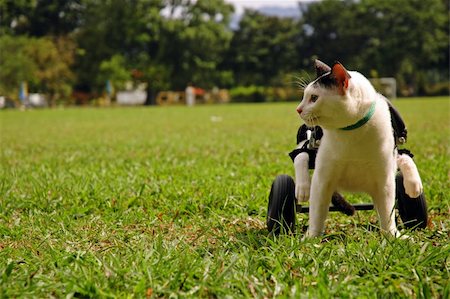 a paralyzed cat sit in wheelchair at the field. Stock Photo - Budget Royalty-Free & Subscription, Code: 400-05079477