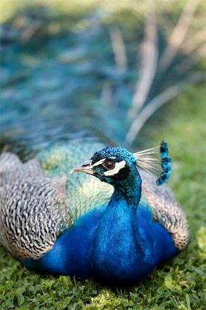 Male of Indian Peafowl, Pavo cristatus, also known as the Common Peafowl or the Blue Peafowl Stock Photo - Budget Royalty-Free & Subscription, Code: 400-05079533