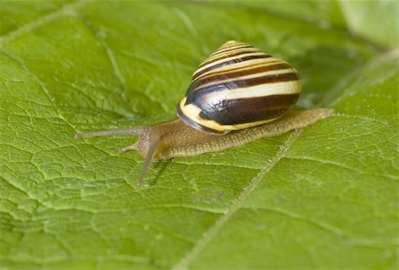 simsearch:400-07822203,k - macro shot of a snail crawling on a leaf Stock Photo - Budget Royalty-Free & Subscription, Code: 400-05079704