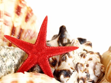 simsearch:400-04574520,k - close-up of a red starfish among various seashells Stockbilder - Microstock & Abonnement, Bildnummer: 400-05079713