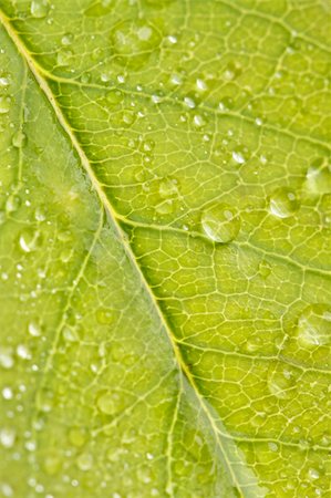 simsearch:400-09223422,k - Close Up Leaf & Water Drops with Narrow dof. Foto de stock - Royalty-Free Super Valor e Assinatura, Número: 400-05079804