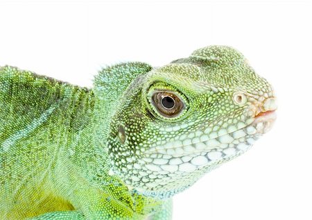 head and facel of an adult agama Physignathus cocincinus Stock Photo - Budget Royalty-Free & Subscription, Code: 400-05079829
