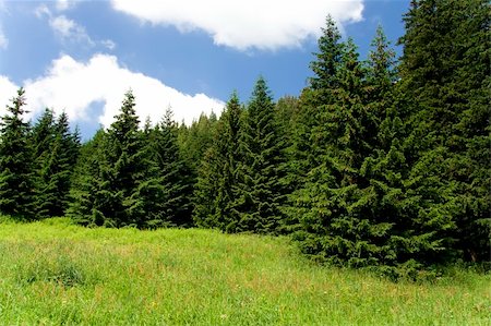 Green meadow with many high spruce Stock Photo - Budget Royalty-Free & Subscription, Code: 400-05079884