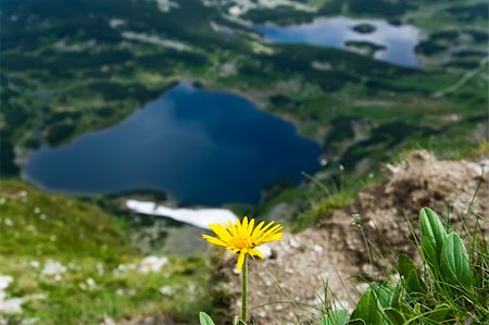 Yellow flower over valley with lake and snow Stock Photo - Budget Royalty-Free & Subscription, Code: 400-05079885