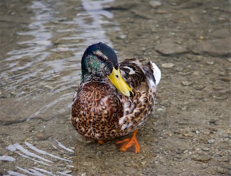 Brown duck in fresh cold water Stock Photo - Budget Royalty-Free & Subscription, Code: 400-05079883