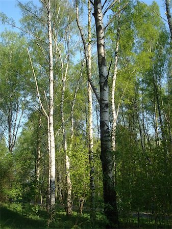 simsearch:400-05200584,k - photo abou wood of birches, blue sky and sunlight Stock Photo - Budget Royalty-Free & Subscription, Code: 400-05070041