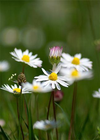 simsearch:400-04408653,k - few camomiles on the summer field. Shallow DOF Stockbilder - Microstock & Abonnement, Bildnummer: 400-05070093