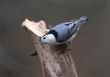 simsearch:400-04115071,k - White-breasted Nuthatch (sitta carolinensis) on a stump Photographie de stock - Aubaine LD & Abonnement, Code: 400-05070179