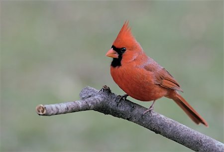simsearch:400-04085919,k - Male Northern Cardinal (cardinalis cardinalis)  on a pine branch in winter Foto de stock - Super Valor sin royalties y Suscripción, Código: 400-05070180