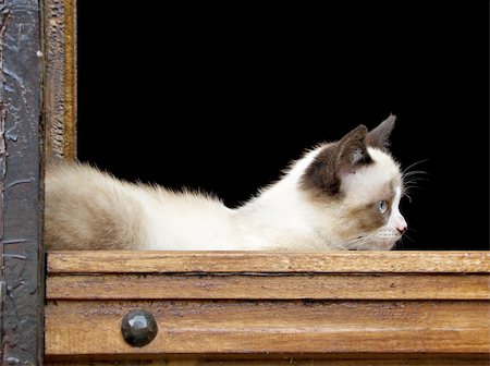 simsearch:400-04871250,k - A young cat lying in a wooden door frame of an old style farm house Stock Photo - Budget Royalty-Free & Subscription, Code: 400-05070198