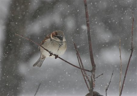 simsearch:400-04553192,k - House Sparrow (Passer domesticus)  during a snow storm Foto de stock - Super Valor sin royalties y Suscripción, Código: 400-05070234