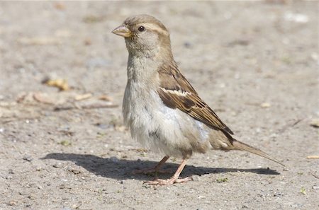 House Sparrow. Norway 2008 Fotografie stock - Microstock e Abbonamento, Codice: 400-05070280