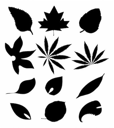 evestock (artist) - Vector Leaves Silhouette Set Stock Photo - Budget Royalty-Free & Subscription, Code: 400-05070332