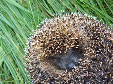 simsearch:400-07278599,k - A sleeping hedgehog, lying on the green grass, showing his face. Stockbilder - Microstock & Abonnement, Bildnummer: 400-05070364