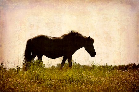 simsearch:400-05071947,k - Artistic work of my own in retro style - Postcard from Denmark. - Old horse in a meadow. - Space for text. Foto de stock - Super Valor sin royalties y Suscripción, Código: 400-05070396