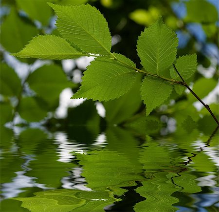 simsearch:400-04344268,k - fresh green leaves over water with reflections Stock Photo - Budget Royalty-Free & Subscription, Code: 400-05070414