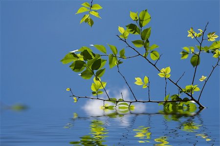 simsearch:400-04344268,k - fresh green leaves over water with reflections Stock Photo - Budget Royalty-Free & Subscription, Code: 400-05070412