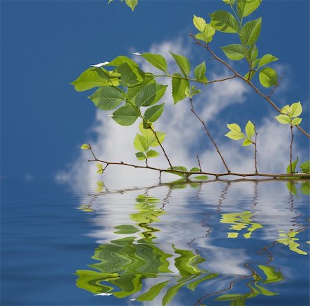 simsearch:400-04344268,k - fresh green leaves over water with reflections Stock Photo - Budget Royalty-Free & Subscription, Code: 400-05070413