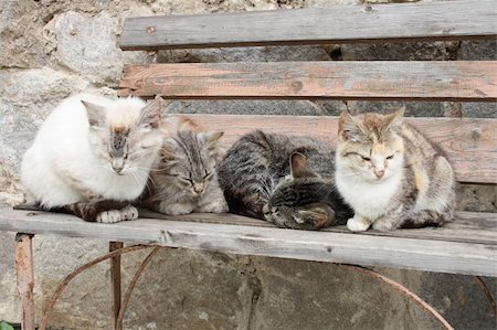 simsearch:400-08258090,k - big family of cats (four cats)  is resting Photographie de stock - Aubaine LD & Abonnement, Code: 400-05070690