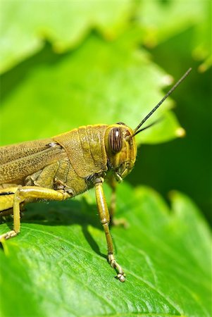 Grasshopper camouflaged in green leves. Stock Photo - Budget Royalty-Free & Subscription, Code: 400-05070782