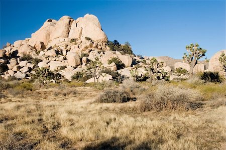 Joshua Tree National Park is located in south-eastern California. Photographie de stock - Aubaine LD & Abonnement, Code: 400-05070825