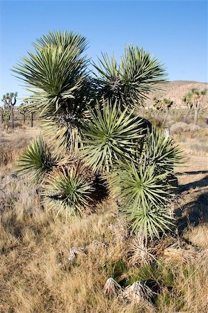 simsearch:400-04066006,k - Joshua Tree National Park is located in south-eastern California. Photographie de stock - Aubaine LD & Abonnement, Code: 400-05070823