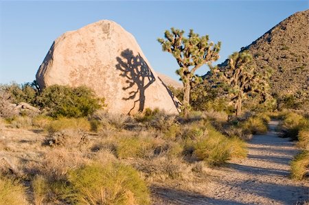 Joshua Tree National Park is located in south-eastern California. Stock Photo - Budget Royalty-Free & Subscription, Code: 400-05070839