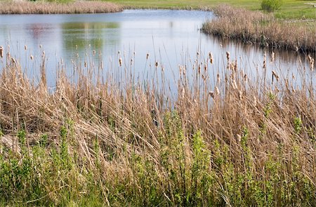 dragon_fang (artist) - A small pond with cattails in the foreground Stock Photo - Budget Royalty-Free & Subscription, Code: 400-05070886