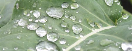 simsearch:400-05015288,k - green leaf background with big water drops Photographie de stock - Aubaine LD & Abonnement, Code: 400-05071064