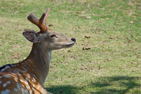 deer antlers close up - A deer sitting under a shade tree looking out to the field Stock Photo - Budget Royalty-Free & Subscription, Code: 400-05071089