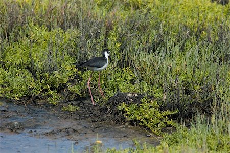 simsearch:400-05071082,k - Black-necked Stilt protecting the eggs Stock Photo - Budget Royalty-Free & Subscription, Code: 400-05071082