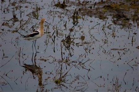 simsearch:400-05071082,k - American Avocet blending in Stock Photo - Budget Royalty-Free & Subscription, Code: 400-05071092