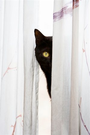 felis concolor - Black cat with bright green eyes peeks with one eye, around a white curtain Stock Photo - Budget Royalty-Free & Subscription, Code: 400-05071307